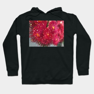 Burgandy Native Bush Flowers by Australian Artist Leah Gay Hoodie